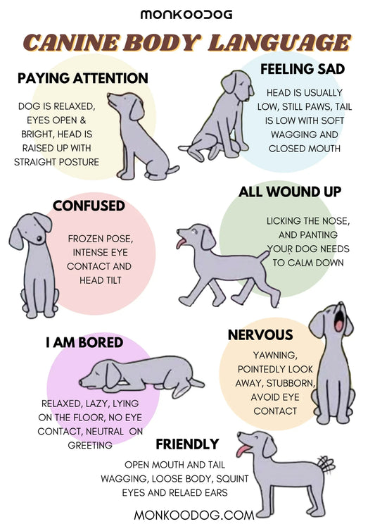 The Ultimate Guide to Understanding Your Dog's Body Language