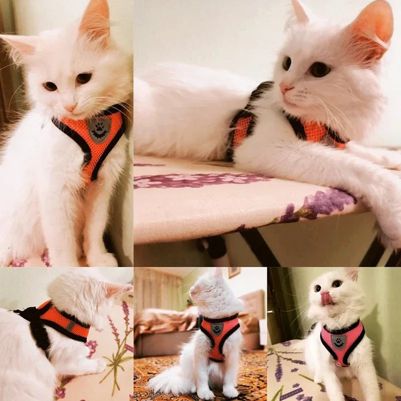 Cat Harness & Leash Set for Safe Walks